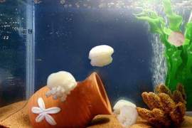 《日本水族館伴手禮》可愛水母蒟蒻吃起來超Q彈 《日本水族館伴手禮》可愛水母蒟蒻吃起來超Q彈