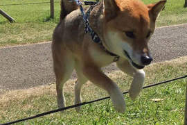 《跌倒的柴犬》跳躍吧柴柴 不過小心跌個狗吃屎啊QAQ 《跌倒的柴犬》跳躍吧柴柴 不過小心跌個狗吃屎啊QAQ