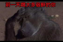 《吃水果酒醉的動物》偶沒有醉~只是多吃了一點...(茫) 《吃水果酒醉的動物》偶沒有醉~只是多吃了一點...(茫)