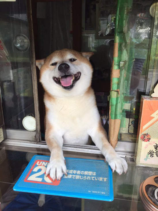 日本賣香菸的柴犬《小柴老闆》歇業了 退休過狗狗生活 - 圖片1