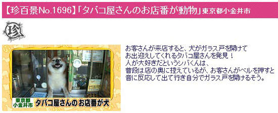 日本賣香菸的柴犬《小柴老闆》歇業了 退休過狗狗生活 - 圖片11