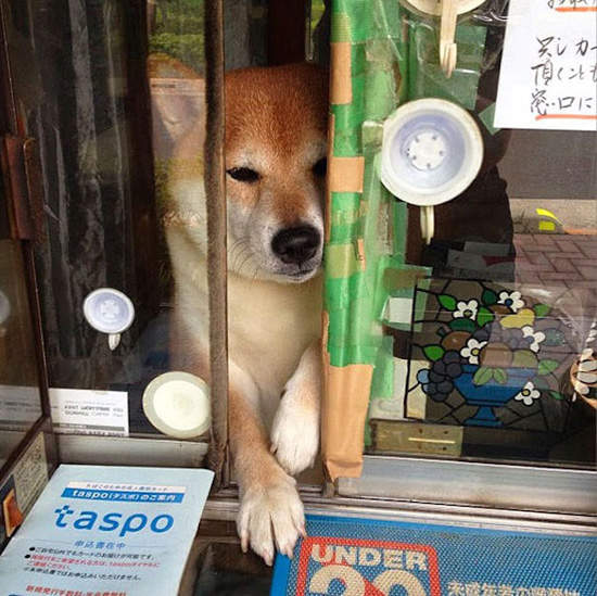 日本賣香菸的柴犬《小柴老闆》歇業了 退休過狗狗生活 - 圖片2