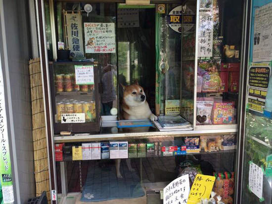 日本賣香菸的柴犬《小柴老闆》歇業了 退休過狗狗生活 - 圖片3