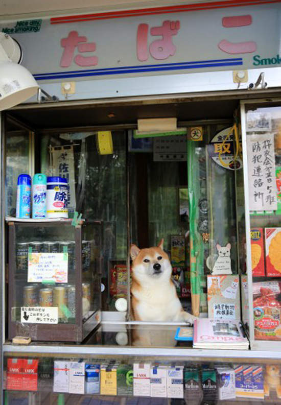 日本賣香菸的柴犬《小柴老闆》歇業了 退休過狗狗生活 - 圖片4