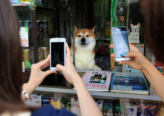 日本賣香菸的柴犬《小柴老闆》歇業了 退休過狗狗生活 - 圖片5