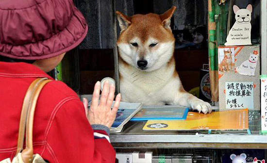 日本賣香菸的柴犬《小柴老闆》歇業了 退休過狗狗生活 - 圖片7