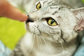 《鼻頭戳》動物界流行的不是牆壁咚而是蹭鼻頭囉w 《鼻頭戳》動物界流行的不是牆壁咚而是蹭鼻頭囉w
