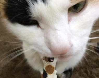 《礙事的杯緣貓》原來不只會礙人喝水 還會脫人家的衣服呀(幹得好 《礙事的杯緣貓》原來不只會礙人喝水 還會脫人家的衣服呀(幹得好