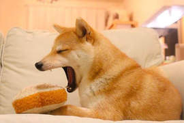 在美食抱枕中的《柴犬》看起來天天都在享受美食阿 在美食抱枕中的《柴犬》看起來天天都在享受美食阿