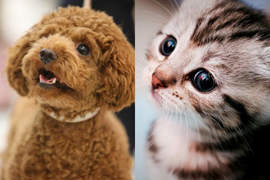《犬派VS貓派》以科學角度分析~人生比較幸福的揪竟是哪一派呢? 《犬派VS貓派》以科學角度分析~人生比較幸福的揪竟是哪一派呢?