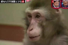 《猴子挑戰極限體能王》體能不是問題 反而頭腦需要加強訓練? 《猴子挑戰極限體能王》體能不是問題 反而頭腦需要加強訓練?