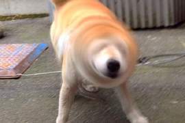 《柴犬的必殺技》吃我這招柴柴鑽頭(shibe drill)啦 《柴犬的必殺技》吃我這招柴柴鑽頭(shibe drill)啦