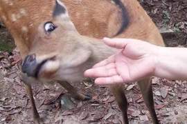 《被動物全力拒絕的12個瞬間》有必要這麼嫌棄嗎?囧 《被動物全力拒絕的12個瞬間》有必要這麼嫌棄嗎?囧