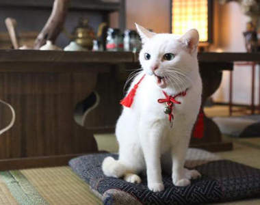 貓奴必看古裝劇《猫侍2》果然武士只是配角嘛…… 貓奴必看古裝劇《猫侍2》果然武士只是配角嘛……