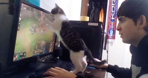 《打LoL時千萬不要讓喵星人靠近》要不然後果自負XD