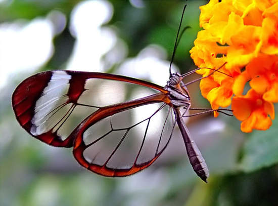 童話世界般的《玻璃翼蝴蝶》這也太夢幻了(✪ω✪) - 圖片1