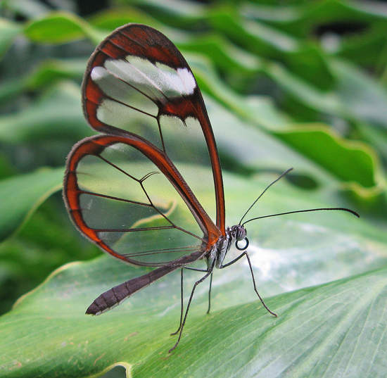 童話世界般的《玻璃翼蝴蝶》這也太夢幻了(✪ω✪) - 圖片3