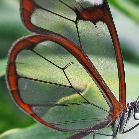 童話世界般的《玻璃翼蝴蝶》這也太夢幻了(✪ω✪) - 圖片4