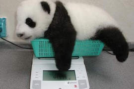 《小動物的體重測量》這又是另一種萌萌的感覺♪(∩´∀`)∩ 《小動物的體重測量》這又是另一種萌萌的感覺♪(∩´∀`)∩
