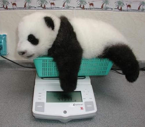 《小動物的體重測量》這又是另一種萌萌的感覺♪(∩´∀`)∩ 《小動物的體重測量》這又是另一種萌萌的感覺♪(∩´∀`)∩