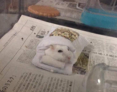 《倉鼠鑽被窩》睡臉可愛到太犯規惹(*´Д`*) 《倉鼠鑽被窩》睡臉可愛到太犯規惹(*´Д`*)