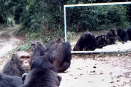爆笑科學實驗《野生動物第一次照鏡子》為什麼要排隊啊 爆笑科學實驗《野生動物第一次照鏡子》為什麼要排隊啊