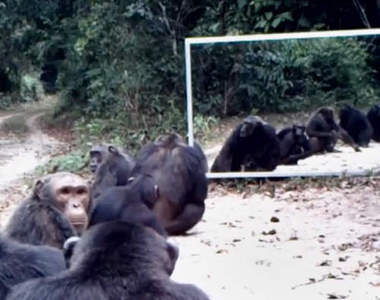 爆笑科學實驗《野生動物第一次照鏡子》為什麼要排隊啊 爆笑科學實驗《野生動物第一次照鏡子》為什麼要排隊啊
