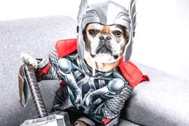 《Cosplay的鬥牛犬》各種角色都難不倒牠 《Cosplay的鬥牛犬》各種角色都難不倒牠