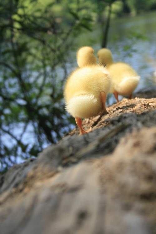 超迷人《動物屁屁》特輯　這些屁屁越看越療癒♥ - 圖片4