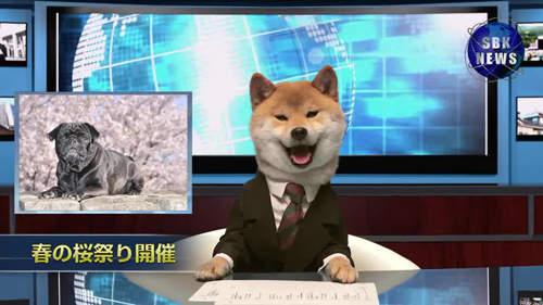 《柴犬主播》犬山柴男來報新聞 內容是教大家怎麼賣萌(誤) 《柴犬主播》犬山柴男來報新聞 內容是教大家怎麼賣萌(誤)