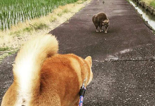 《柴犬 VS. 好像很強的貓》畫面有趣到都能出周邊了www