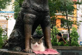 涉谷《忠犬八公下的貓咪》又再次牽扯出動物虐待問題 涉谷《忠犬八公下的貓咪》又再次牽扯出動物虐待問題