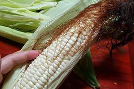 《玉米鬚的真正功用》玉米鬚不拿來煮那能做啥? 《玉米鬚的真正功用》玉米鬚不拿來煮那能做啥?