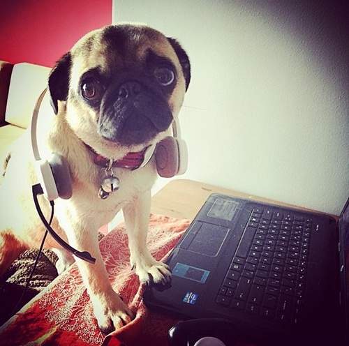 國際《帶狗上班日》今天的工作是賣萌? 國際《帶狗上班日》今天的工作是賣萌?