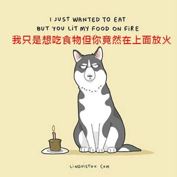 《養狗的點滴樂趣》有時候看牠們耍笨也是一種幸福（誤）