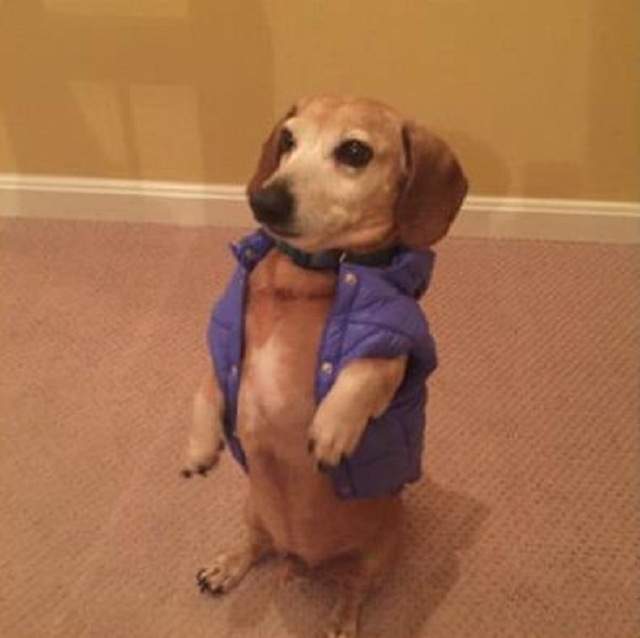 讓飼主哭笑不得《寵物珍奇瞬間》能把沙發咬成這樣算你狠XD