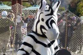 東京上野動物園《斑馬脫逃演習》動物的演技一年比一年還進步? 東京上野動物園《斑馬脫逃演習》動物的演技一年比一年還進步?