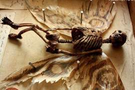 英國百年地窖發現《奇幻生物骨骼標本》潛藏在古老孤兒院的詭異收藏 英國百年地窖發現《奇幻生物骨骼標本》潛藏在古老孤兒院的詭異收藏