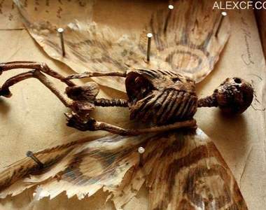 英國百年地窖發現《奇幻生物骨骼標本》潛藏在古老孤兒院的詭異收藏 英國百年地窖發現《奇幻生物骨骼標本》潛藏在古老孤兒院的詭異收藏
