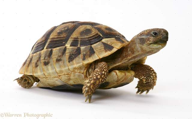 《3D列印龜殼》史上第一隻因為3D列印技術而獲救的烏龜