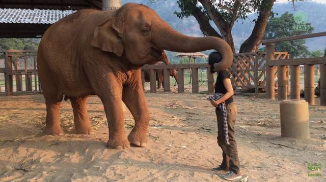 霸氣外洩《大象抱人的方式》帥氣指數瞬間破表