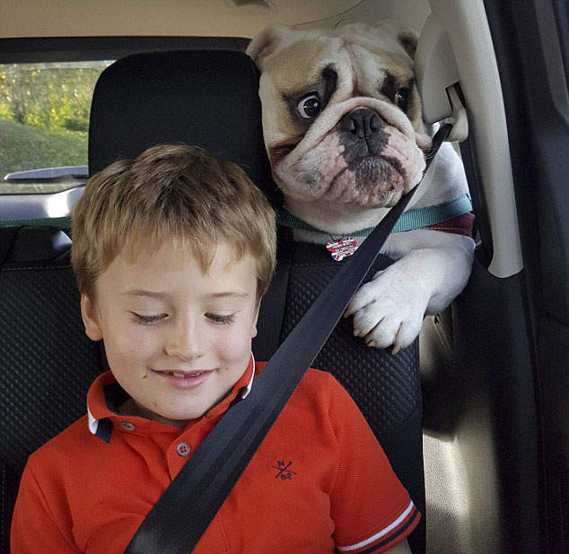 《驚恐的狗狗》天啊把拔都開快車我好害怕Σ( ° △ °|||)︴