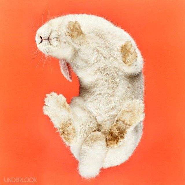 《玻璃桌下看兔子 Under-Rabbits》毛茸茸的兔兔底盤照♥