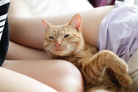 青山裕企《貓咪與大腿》攝影展 最強的完美組合♥ 青山裕企《貓咪與大腿》攝影展 最強的完美組合♥