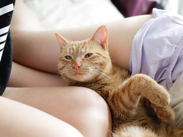 青山裕企《貓咪與大腿》攝影展　最強的完美組合♥