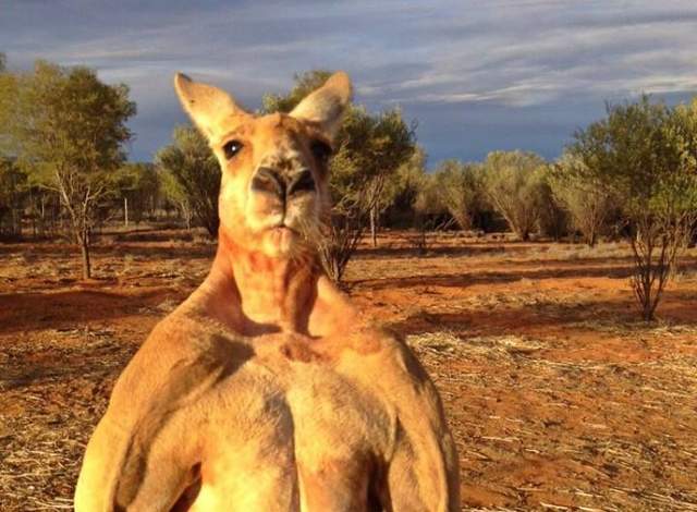 《超壯袋鼠鎖喉狗狗》主人急衝上前展開「ROUND 1」先發制人