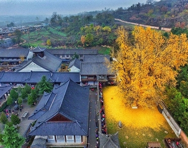 秋季才有的美景《1400年銀杏樹》一地金黃色真的太美 秋季才有的美景《1400年銀杏樹》一地金黃色真的太美