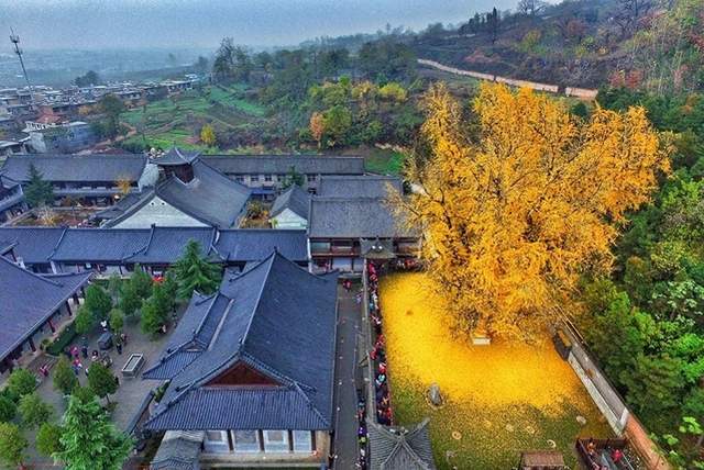 秋季才有的美景《1400年銀杏樹》一地金黃色真的太美 秋季才有的美景《1400年銀杏樹》一地金黃色真的太美