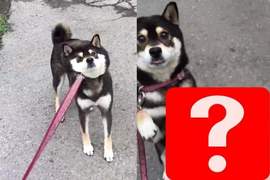 《對付不想回家柴犬的終極武器》肉包臉一秒變萌是怎樣啦 (≧∀≦) 《對付不想回家柴犬的終極武器》肉包臉一秒變萌是怎樣啦 (≧∀≦)