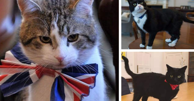 《英國貓咪公務員》捕鼠官每天的工作就是賣萌慵懶抓老鼠 《英國貓咪公務員》捕鼠官每天的工作就是賣萌慵懶抓老鼠